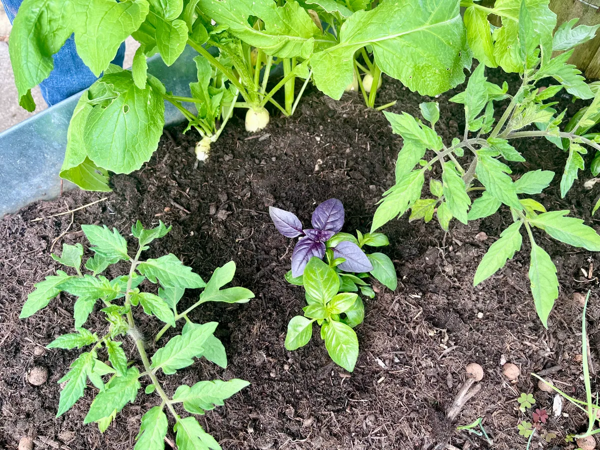 Der Basilikum sorgt dafür, dass der Platz zwischen den Tomaten besetzt bleibt – und ausserdem schmeckt er hervorragend zu Tomaten. Die letzten Radiesli warten noch darauf, geerntet zu werden. Wo bereits Platz ist, wurden Freilandtomaten und Basilikum gesetzt.